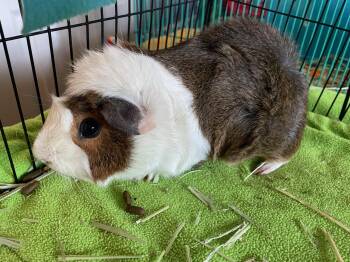Rescue Abyssinian Guinea Pigs for Adoption in Wellington, Colorado - Glenda | PetCurious